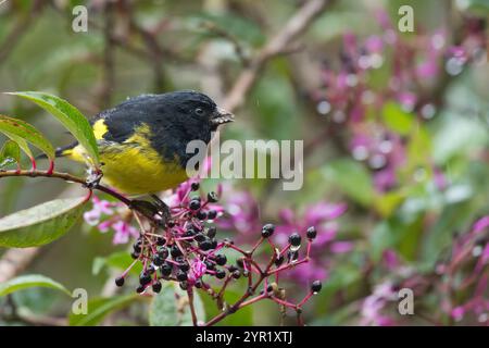 Maschio Siskin panciuto giallo, Spinus xanthogastrus, che si nutre di bacche, Costa Rica Foto Stock