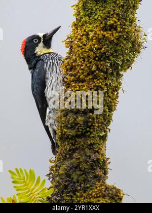 Acorn Woodpecker, Melanerpes formicivorus, Costa Rica Foto Stock