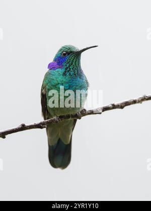 Colibrì Violetear minore, Colibri cyanotus, Costa Rica Foto Stock