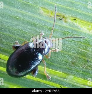 Coleottero delle pulci dell'Iris (Aphthona nonstriata) Foto Stock