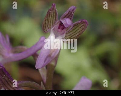 Orchidea siriana alata verde (Anacamptis morio syriaca) Foto Stock