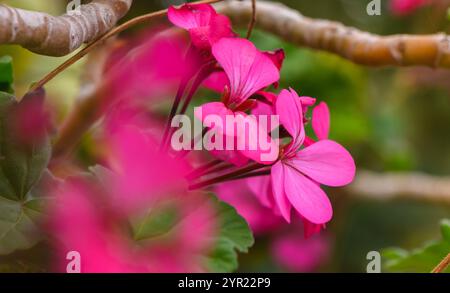 I fiori rosa brillanti emergono da foglie verdeggianti, creando un vivace contrasto in un tranquillo giardino. Foto Stock