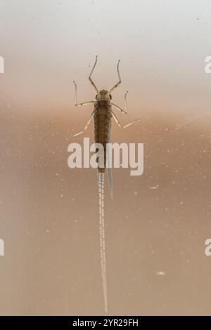 Cloeon dipterum, Pond Olive Mayfly Foto Stock