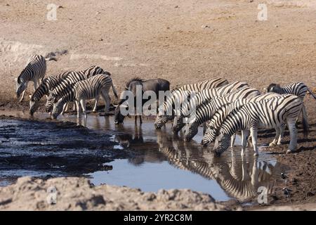 Zebre e bibite di bufalo insieme in un pozzo d'acqua nella savana della Namibia, un momento tranquillo nel cuore della fauna selvatica africana. Foto Stock