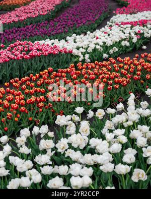 File di tulipani colorati in un campo. Tulipani viola, rosa, bianco e rosso in primavera. Foto Stock