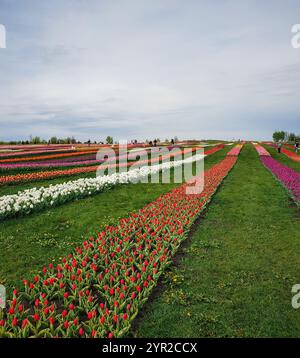 Paesaggio del campo dei tulipani - file di tulipani colorati. Tulipani rossi, viola, bianchi e rosa nel campo primaverile. Foto Stock