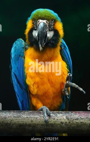 Nuova Delhi, India. 2 dicembre 2024. Un Macaw blu e giallo si trova su una ringhiera metallica all'interno del suo recinto presso il National Zoological Park di nuova Delhi, India, il 2 dicembre 2024. Foto di ABACAPRESS. COM credito: Abaca Press/Alamy Live News Foto Stock