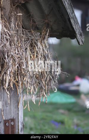 Baccelli di fagioli maturi appesi al muro del capannone rurale. Foto Stock