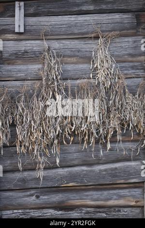 Baccelli di fagioli maturi appesi al muro del capannone rurale. Foto Stock