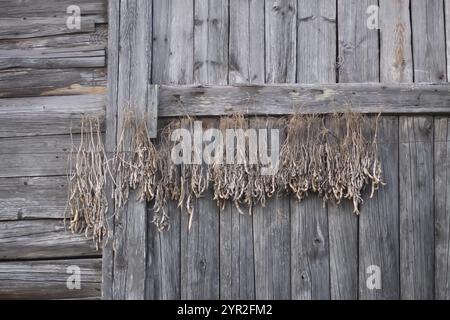 Baccelli di fagioli maturi appesi al muro del capannone rurale. Foto Stock