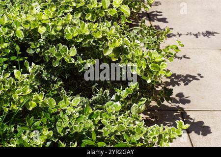 Euonymus fortunei, il mandrino, il mandrino di Fortune, il superriduttore invernale con foglie variegate. Appeso sopra piastrelle color crema della terrazza. Foto Stock