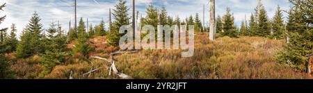 Hochlagen im Bayerischen Wald, alte altitudini nella foresta bavarese Foto Stock