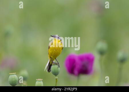 Schafstelze, codolo di wagotto giallo occidentale, Motacilla flava Foto Stock