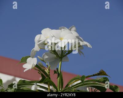 fiori di frangipani bianchi nel cielo azzurro e sullo sfondo illuminato dal sole, plumeria alba in fiore Foto Stock