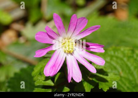 Primo piano fiore rosa Anemonoides blanda, famiglia Ranunculaceae e un hoverfly maschio Melanostoma scalare. Un giardino verde sbiadito. Primavera, aprile, Olanda Foto Stock