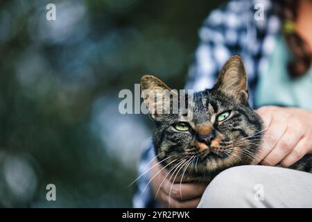 Il gatto Tabby gode del sole e dell'affetto in grembo del proprietario all'aperto, mostrando legame e felicità tra animale domestico e adulto maturo Foto Stock