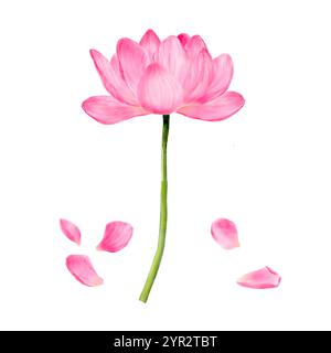 Fiore di loto con petali rosa. Illustrazione digitale acquerello. Loto indiano (Nelumbo nucifera) con stami gialli, isolato su sfondo bianco. Per Foto Stock