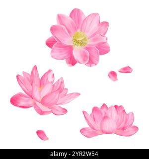 Fiori di loto con petali rosa in set floreale. Illustrazione digitale acquerello. Loto indiano (Nelumbo nucifera) con stami gialli, isolato su bianco Foto Stock