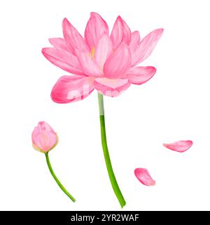Fiori di loto con petali rosa su grazioso stelo verde. Illustrazione digitale acquerello. Loto indiano (Nelumbo nucifera) con bu, isolato su bac bianco Foto Stock