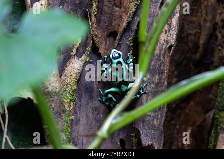 Una rana velenosa verde e nera (Dendrobates auratus), nota anche con variazioni di altri nomi (rana velenosa, rana velenosa, ecc.). Foto Stock