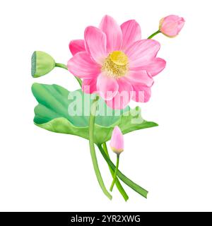 Fiori di loto e gemme rosa in composizione floreale. Illustrazione digitale acquerello. Foglie verdi e fiori di loto indiano al bouquet. Ninfee AN Foto Stock