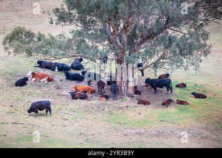 Fotografia di una piccola mandria di mucche che riparano dal caldo sotto un grande albero nelle Blue Mountains nel nuovo Galles del Sud, Australia. Foto Stock