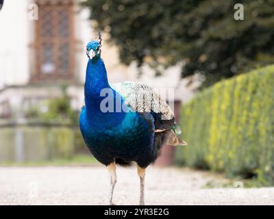 Pavone (Pavo cristatus) in un parco di Praga, in Cechia. Bellissimo uccello con piume blu. L'elegante animale maschile è un'attrazione. Foto Stock