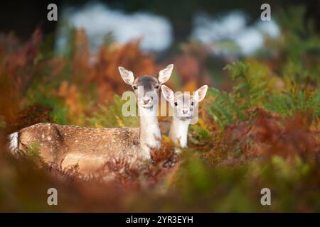 Ritratto di una femmina di cervo a riposo e del suo fawn in bracken in autunno, Regno Unito. Foto Stock