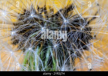 Una foto macro dettagliata che mostra l'intricata struttura dei semi di dente di leone su un morbido sfondo dorato. Foto Stock