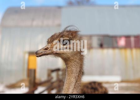 Elegante primo piano di struzzo con la testa tenuta in alto, in piedi graziosamente in un fienile rustico. Foto Stock