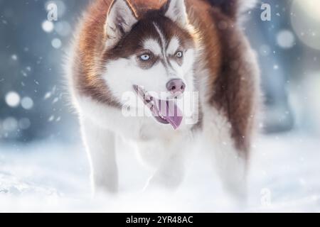 Un cane husky bruno che si aggira nella neve sotto una nevicata, trasuda un'aura minacciosa simile a un lupo Foto Stock