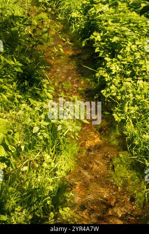 Ruscello cristallino con vegetazione fitta lungo i lati Foto Stock