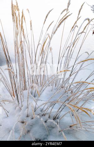 Le erbe ornamentali ricoperte di gelo si stagliano in alto su uno sfondo di neve bianca soffice, creando un tranquillo paesaggio invernale Foto Stock