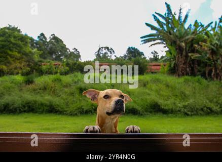 Cane che sembra dolce alla finestra. Foto Stock