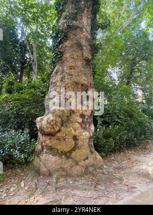 Trieste, Italia - 29 giugno 2024: Albero con tanti grumi Foto Stock