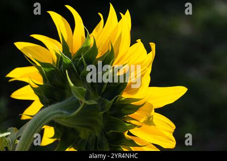 Primo piano di un girasole i cui petali sono illuminati dal sole. Foto Stock