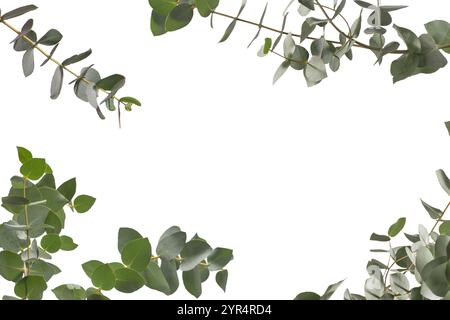 Estratto di eucalipto fresco isolato su sfondo bianco. Foto Stock