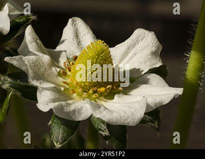 Scatto macro che cattura i delicati dettagli di un fiore di fragola bianco, evidenziandone il centro giallo vivace circondato da foglie verdi in una tonalità naturale Foto Stock