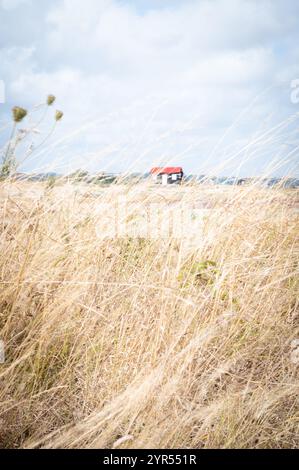 Erbe soffiate dal vento che incorniciano l'iconico capannone di stagno nero con un tetto rosso sulla riserva naturale di Rye Harbour, nell'East Sussex, in una giornata estiva ventilata. Foto Stock