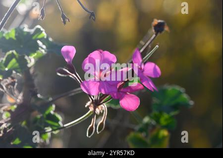 I delicati fiori rosa emergono da foglie verdi vivaci, illuminate dalla calda luce del sole in un ambiente sereno di primavera. Foto Stock