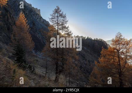 Tramonto, larici autunnali, la Tzoumaz, Riddes, Vallese, Svizzera, Europa Foto Stock