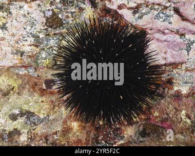 Arbacia lixula (Arbacia lixula) su un substrato roccioso, dominato da lunghe spine, sito di immersione l'anse aux bles, penisola di Giens, Provenza Alpi Cote d'Az Foto Stock