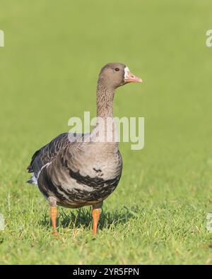 Oca bianca (Anser albifrons), in un prato nella zona svernante, fauna selvatica, Bislicher Insel, Xanten, basso Reno, Renania settentrionale-Westpha Foto Stock