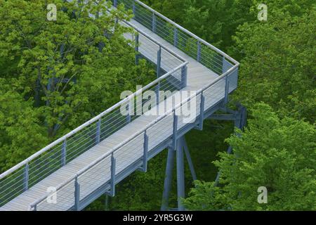 Sentiero sulle cime degli alberi nel Parco Nazionale di Hainich circondato da alberi verdi in primavera, Parco Nazionale di Hainich, Turingia, Germania, Europa Foto Stock