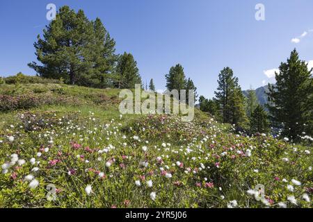 Prato di montagna con rose alpine in fiore (Rhododendron ferrugineum) ed erba di cotone (Rhododendron ferrugineum), alberi sullo sfondo, Neukirchen Foto Stock