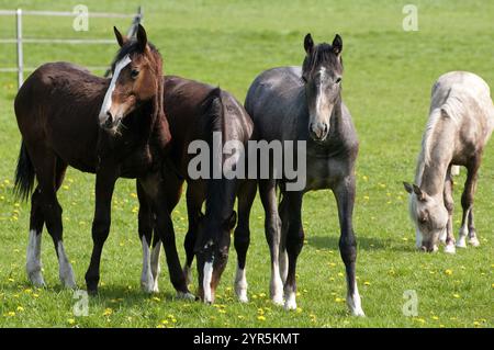 Quattro cavalli di diversi colori che pascolano su un prato fiorito, borken, vestfalia, germania Foto Stock