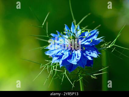 Fiore Love-in-the-nest (Nigella damascena) - una pianta da giardino fiorita annuale appartenente alla famiglia delle farfalle Ranunculaceae. Foto Stock