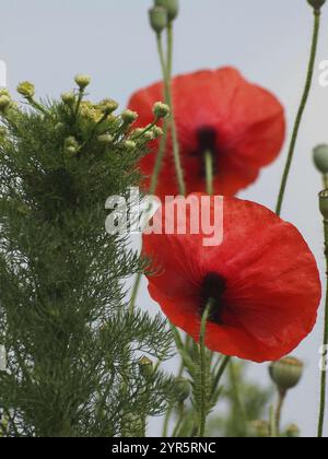 Due papaveri rossi di fronte a un cielo opaco, circondati da piante verdi, raesfeld, vestfalia, germania Foto Stock