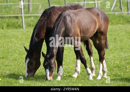 Due cavalli che pascolano su un pascolo verde in un ambiente tranquillo, raesfeld, muensterland, germania Foto Stock