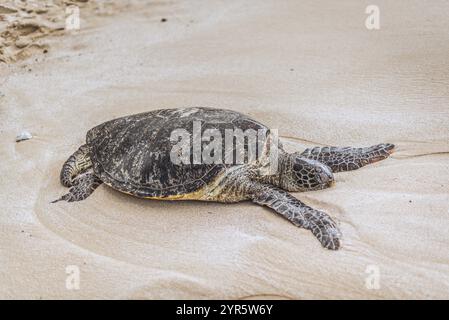 Tartaruga di mare verde in primo piano su una spiaggia hawaiana Foto Stock